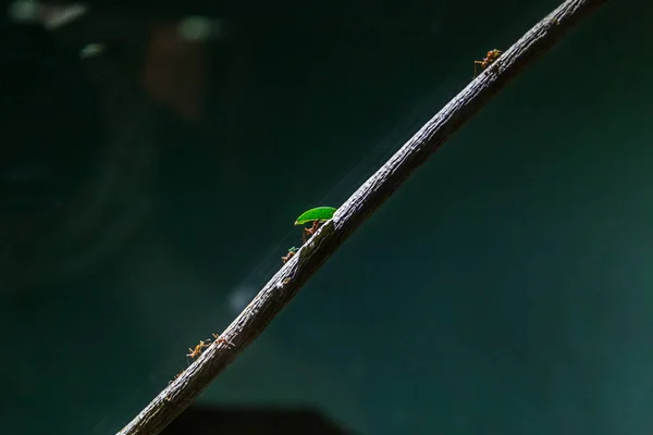 Series Photos Depicting Various Species Birds Amphibians Articiafial Oasis — Stock Photo, Image