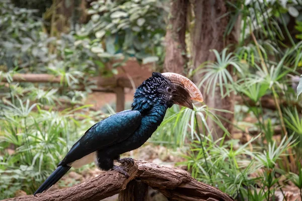 kuşlar ve amfibiler bir articiafial vahasında çeşitli türler tasvir eden fotoğraf serisi