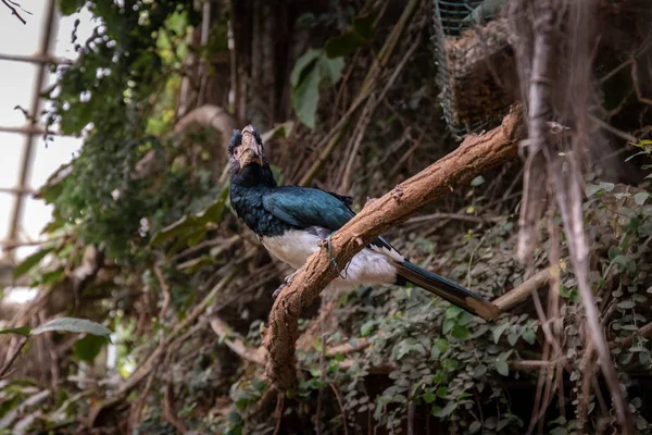 Serie Foto Beeltenis Van Verschillende Soorten Vogels Amfibieën Een Oase — Stockfoto