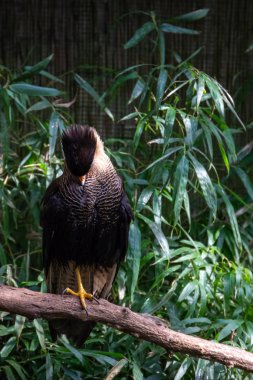 kuşlar ve amfibiler bir articiafial vahasında çeşitli türler tasvir eden fotoğraf serisi