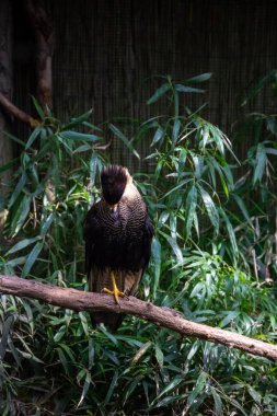 kuşlar ve amfibiler bir articiafial vahasında çeşitli türler tasvir eden fotoğraf serisi