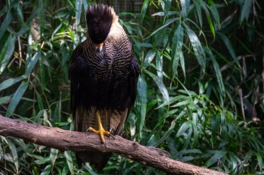 kuşlar ve amfibiler bir articiafial vahasında çeşitli türler tasvir eden fotoğraf serisi