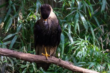 kuşlar ve amfibiler bir articiafial vahasında çeşitli türler tasvir eden fotoğraf serisi