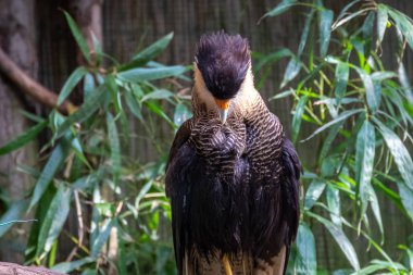 kuşlar ve amfibiler bir articiafial vahasında çeşitli türler tasvir eden fotoğraf serisi