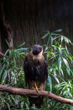 kuşlar ve amfibiler bir articiafial vahasında çeşitli türler tasvir eden fotoğraf serisi