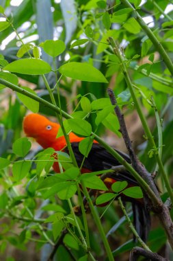 kuşlar ve amfibiler bir articiafial vahasında çeşitli türler tasvir eden fotoğraf serisi