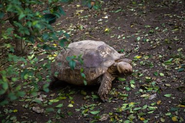 kuşlar ve amfibiler bir articiafial vahasında çeşitli türler tasvir eden fotoğraf serisi