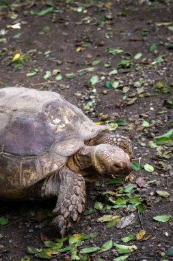kuşlar ve amfibiler bir articiafial vahasında çeşitli türler tasvir eden fotoğraf serisi