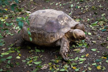 kuşlar ve amfibiler bir articiafial vahasında çeşitli türler tasvir eden fotoğraf serisi