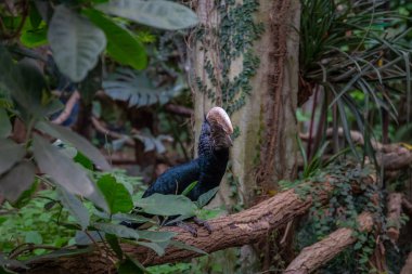 kuşlar ve amfibiler bir articiafial vahasında çeşitli türler tasvir eden fotoğraf serisi