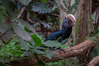 kuşlar ve amfibiler bir articiafial vahasında çeşitli türler tasvir eden fotoğraf serisi