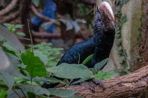 Serie Foto Beeltenis Van Verschillende Soorten Vogels Amfibieën Een Oase — Stockfoto