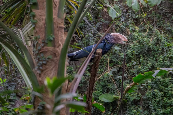 Serie Foto Raffiguranti Varie Specie Uccelli Anfibi Oasi Articiafiale — Foto Stock