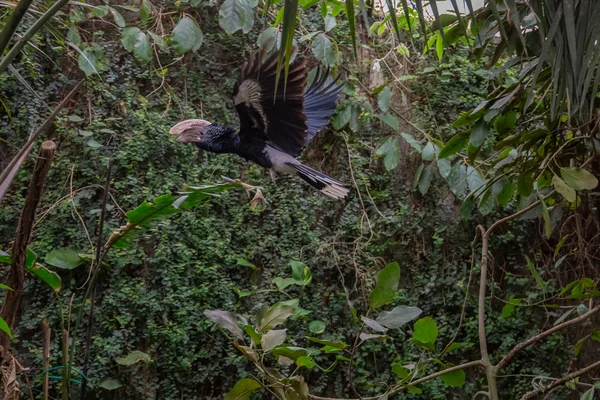 Serie Foto Beeltenis Van Verschillende Soorten Vogels Amfibieën Een Oase — Stockfoto