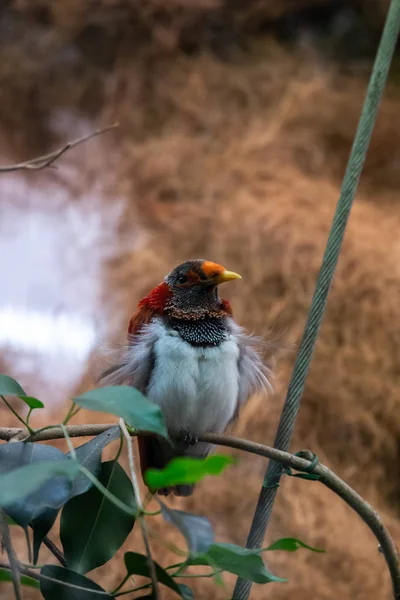 Серия Фотографий Изображающих Различные Виды Птиц Амфибий Искусственном Оазисе — стоковое фото