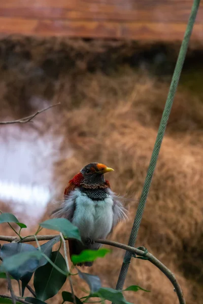 Fotoserie Die Verschiedene Vogelarten Und Amphibien Einer Künstlichen Oase Zeigt — Stockfoto