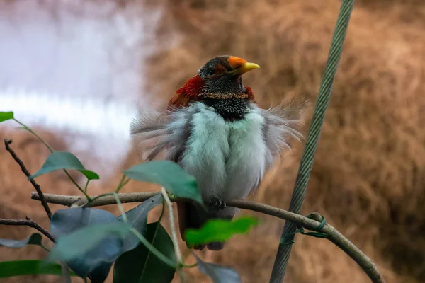 Serie Foto Raffiguranti Varie Specie Uccelli Anfibi Oasi Articiafiale — Foto Stock