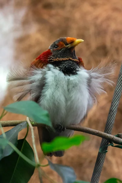 Serie Foto Raffiguranti Varie Specie Uccelli Anfibi Oasi Articiafiale — Foto Stock