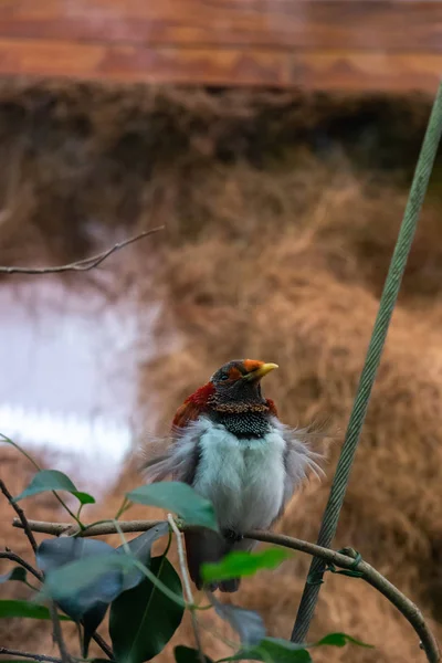 Serie Foto Beeltenis Van Verschillende Soorten Vogels Amfibieën Een Oase — Stockfoto