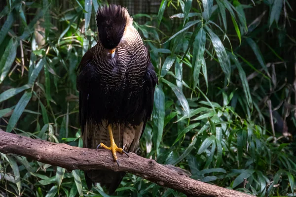 kuşlar ve amfibiler bir articiafial vahasında çeşitli türler tasvir eden fotoğraf serisi