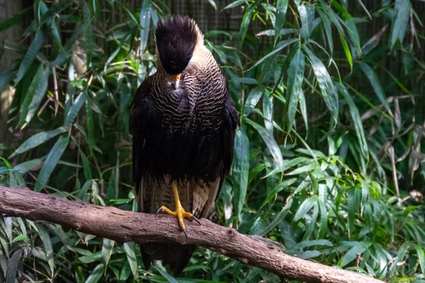 kuşlar ve amfibiler bir articiafial vahasında çeşitli türler tasvir eden fotoğraf serisi