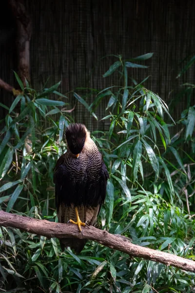 kuşlar ve amfibiler bir articiafial vahasında çeşitli türler tasvir eden fotoğraf serisi