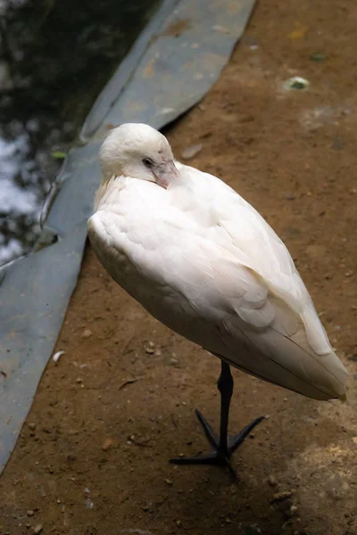 kuşlar ve amfibiler bir articiafial vahasında çeşitli türler tasvir eden fotoğraf serisi