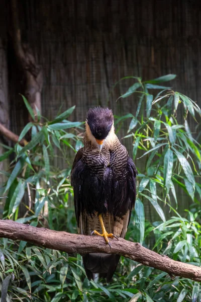 kuşlar ve amfibiler bir articiafial vahasında çeşitli türler tasvir eden fotoğraf serisi