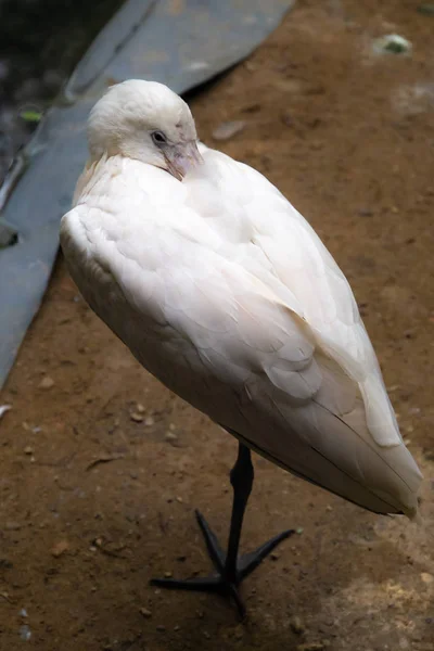 Series Photos Depicting Various Species Birds Amphibians Articiafial Oasis — Stock Photo, Image