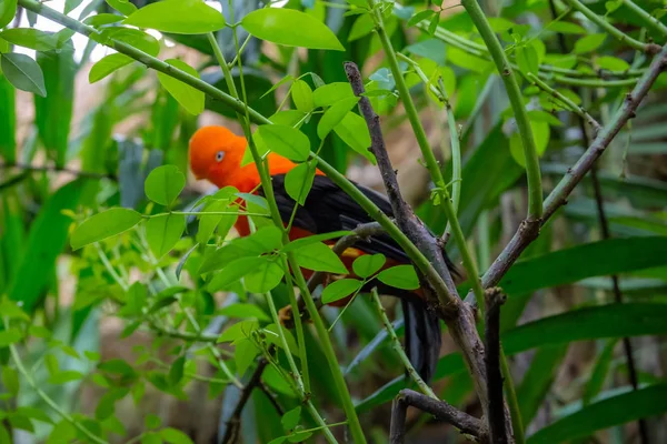 Serie Fotos Que Representan Varias Especies Aves Anfibios Oasis Articiafial —  Fotos de Stock