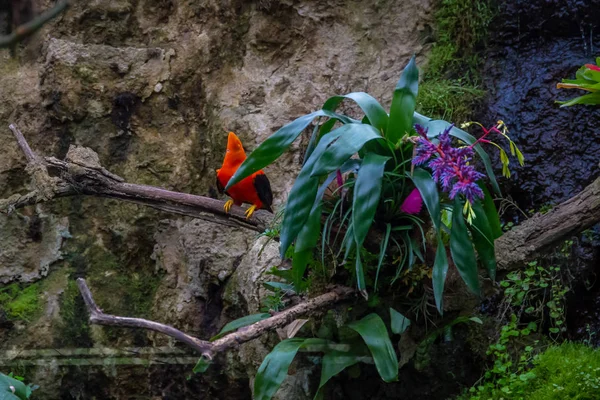 Serie Fotos Que Representan Varias Especies Aves Anfibios Oasis Articiafial —  Fotos de Stock