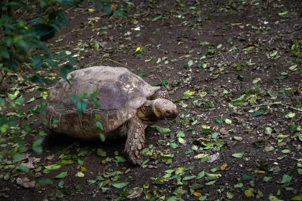 kuşlar ve amfibiler bir articiafial vahasında çeşitli türler tasvir eden fotoğraf serisi