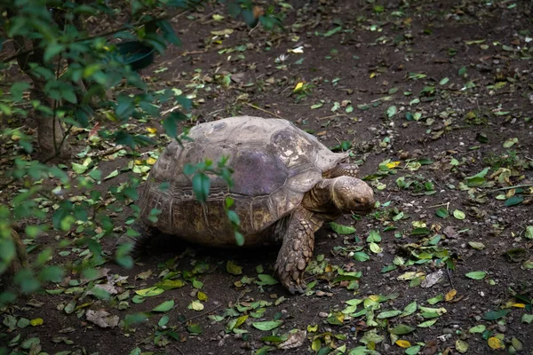 kuşlar ve amfibiler bir articiafial vahasında çeşitli türler tasvir eden fotoğraf serisi