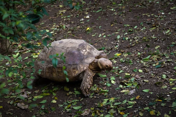 kuşlar ve amfibiler bir articiafial vahasında çeşitli türler tasvir eden fotoğraf serisi
