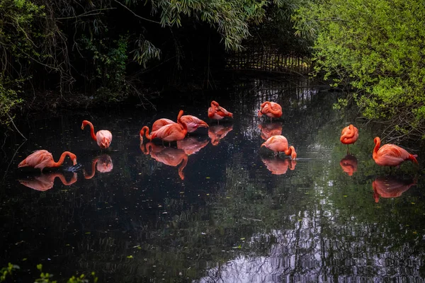 Serie Foto Beeltenis Van Verschillende Soorten Vogels Amfibieën Een Oase — Stockfoto