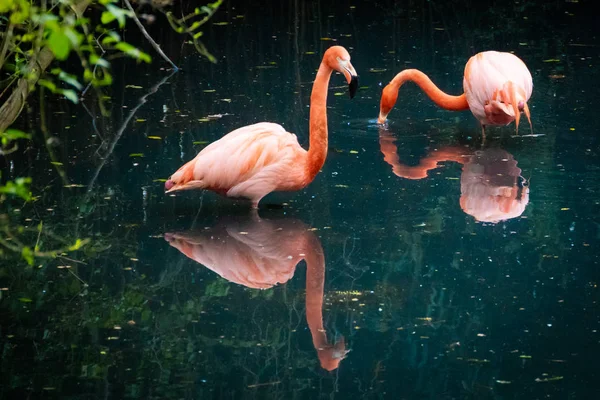 Serie Foto Beeltenis Van Verschillende Soorten Vogels Amfibieën Een Oase — Stockfoto