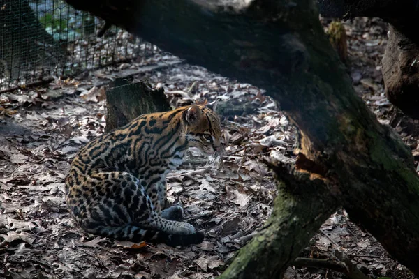 kuşlar ve amfibiler bir articiafial vahasında çeşitli türler tasvir eden fotoğraf serisi