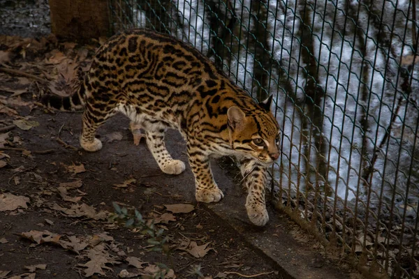 kuşlar ve amfibiler bir articiafial vahasında çeşitli türler tasvir eden fotoğraf serisi