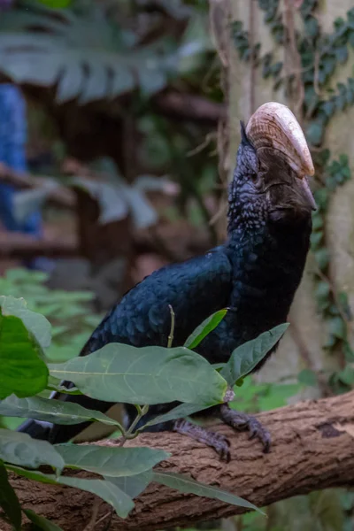 Série Photos Représentant Diverses Espèces Oiseaux Amphibiens Dans Une Oasis — Photo