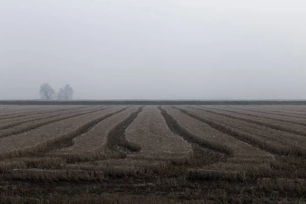 Fields Taken Autumn Fog Poor Visibility — Stock Photo, Image