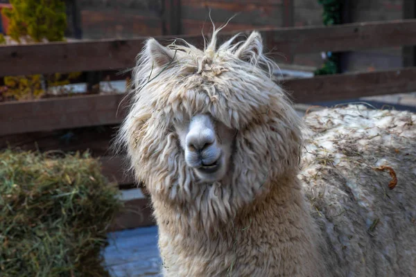 Beyaz ve kahverengi bir alpaka köyü Festivali portre