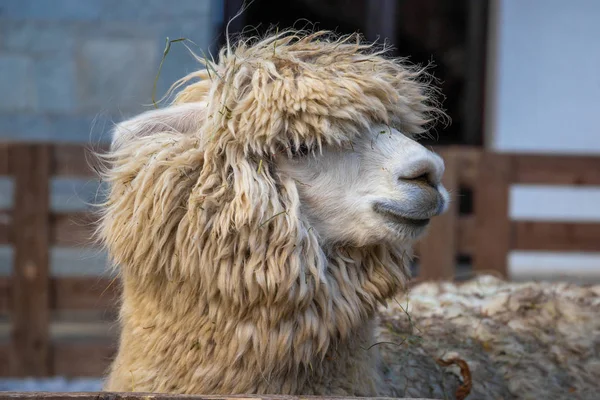 Beyaz ve kahverengi bir alpaka köyü Festivali portre