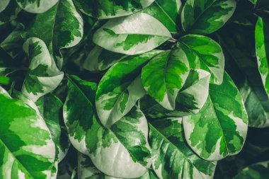 Yeşil yaprak dokusu arkaplanı