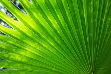 Palm yeşil doku arka plan