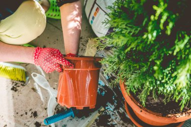 Balkonda yeni bir tencerede mazı ağaç dikim kadın bahçıvan. Yakın çekim