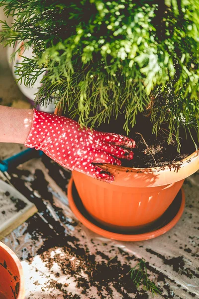 Mulher Jardineiro Transplantando Thuja Árvore Novo Pote Varanda Fechar — Fotografia de Stock