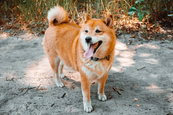 Shiba Inu Japonesa Bosque —  Fotos de Stock