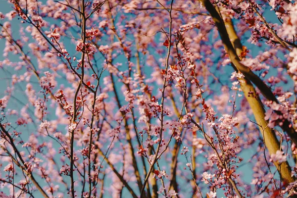 Rosa Blütenfrühlingsbaum — Stockfoto