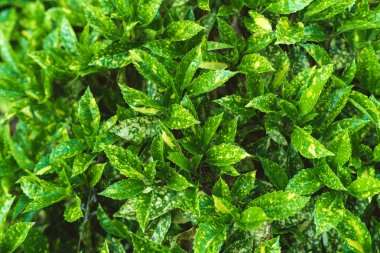 Parlak yeşil yaprakları arka plan dokusu