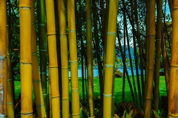 Bamboo forest on the background of the lake. Tropical background